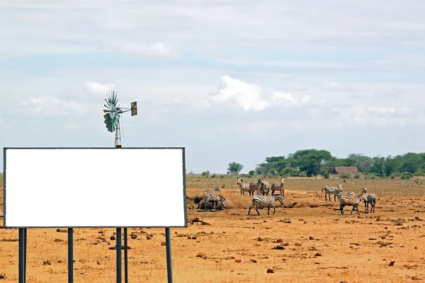 Zebre savana con il cartellone — Foto Stock