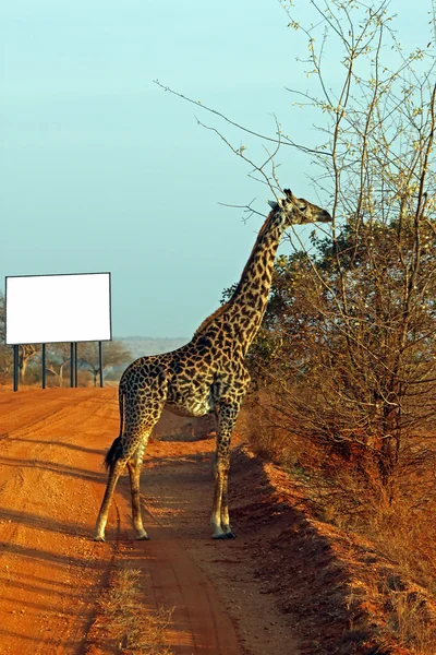 长颈鹿在稀树草原的广告牌 — 图库照片