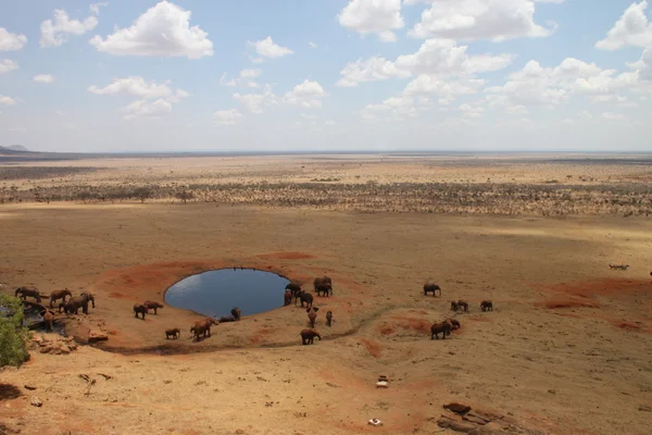 大草原大象聚集在湖边喝 — 图库照片