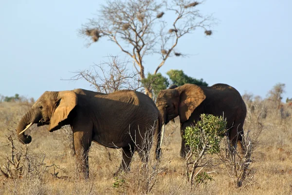 stock image Savannah elephants