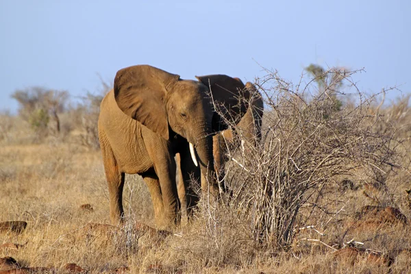 Savannah elefanter — Stockfoto