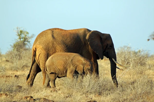 Mamma och baby elefanter — Stockfoto