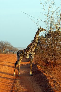 zürafa, savana