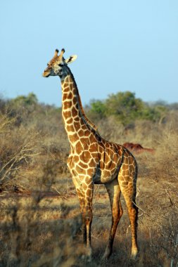 Giraffe in the savanna clipart