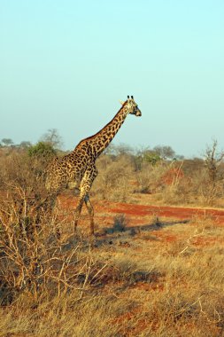 zürafa, savana