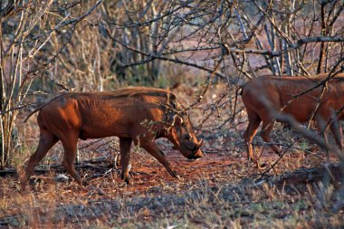 savanna içinde Warthog