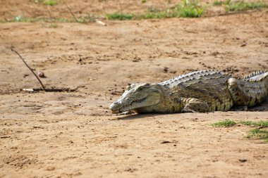 Timsah savana