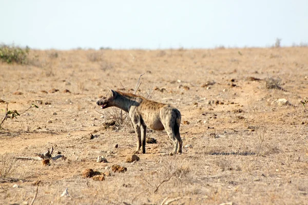在大草原上的鬣狗 — 图库照片