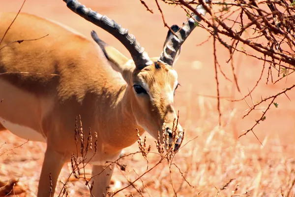 Gazelle dans la savane — Photo