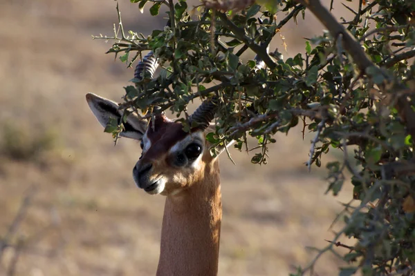 Gasell i savannen — Stockfoto