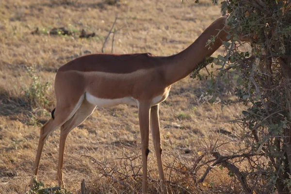Gazelle in der Savanne — Stockfoto