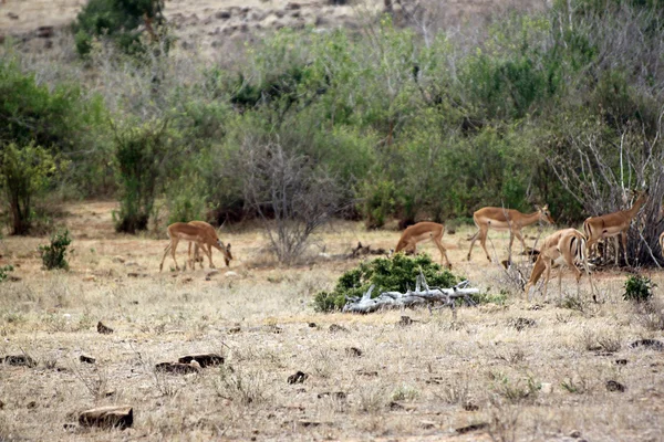 在大草原的瞪羚 — 图库照片