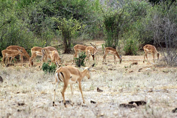 Gazelle in the savannah — Stock Photo, Image