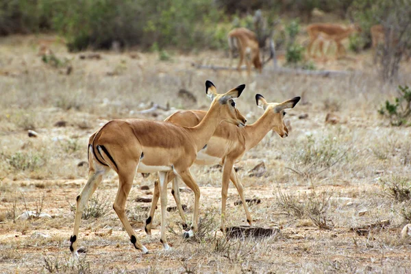 Gazelle in the savannah — Stock Photo, Image