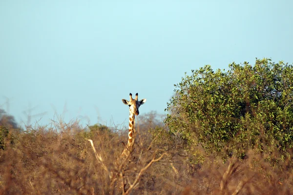 Giraffe in the savanna — Stock Photo, Image