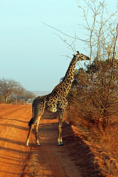 Giraffe у на Савана — стокове фото