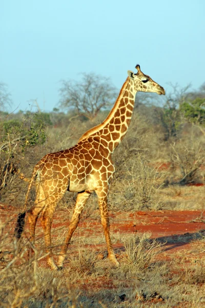 Żyrafa w mieście savanna — Zdjęcie stockowe