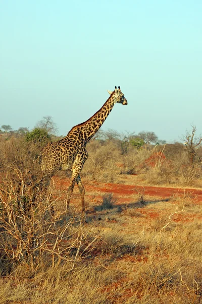 Giraff i savannen — Stockfoto