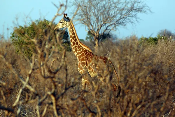 在热带稀树草原长颈鹿 — 图库照片