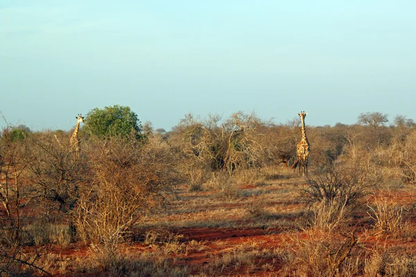 Žirafa v savaně — Stock fotografie