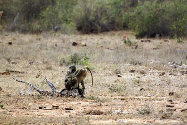 Savanna babianer vid tsavo east — Stockfoto