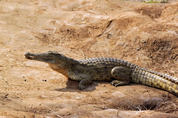 Savana de crocodilo — Fotografia de Stock