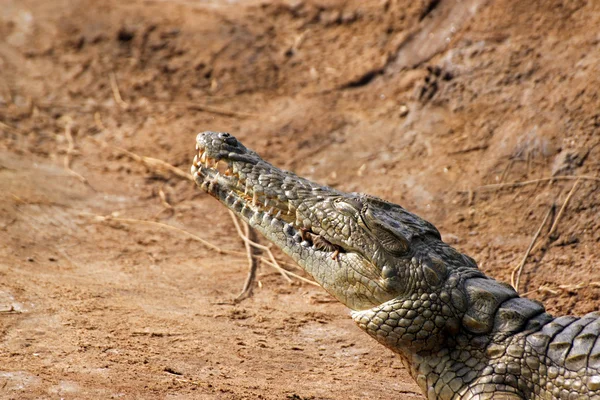 Krokodil savanne — Stockfoto
