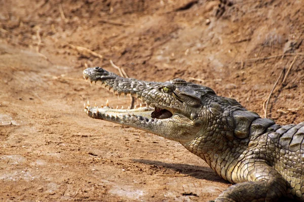 Savana de crocodilo — Fotografia de Stock