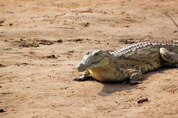 Krokodil szavanna — Stock Fotó