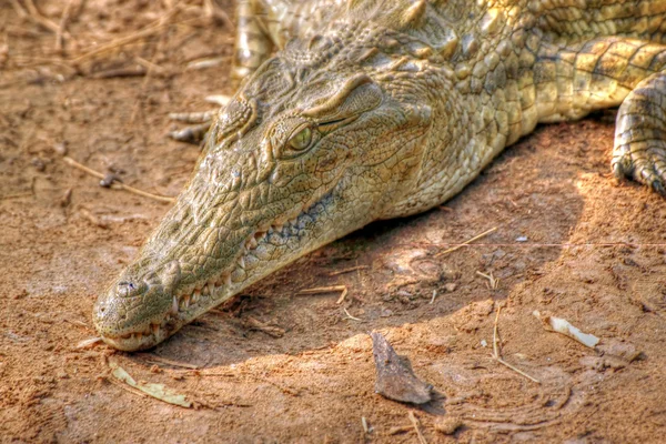 Crocodile Savvanna dalam hdr. — Stok Foto