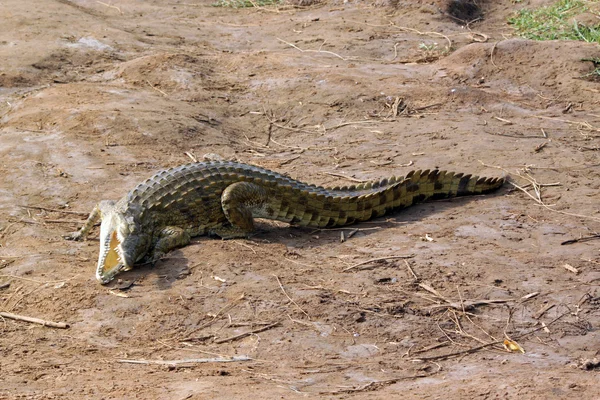 Крокодиловая саванна — стоковое фото