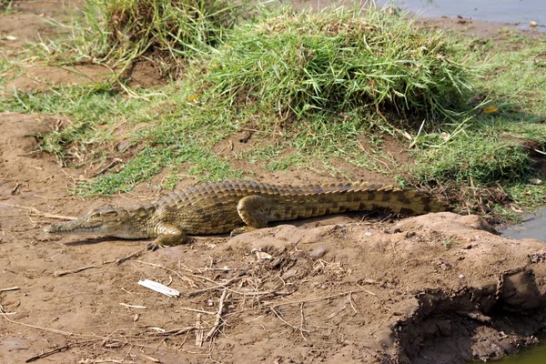 Crocodile Savvanna — Stok Foto