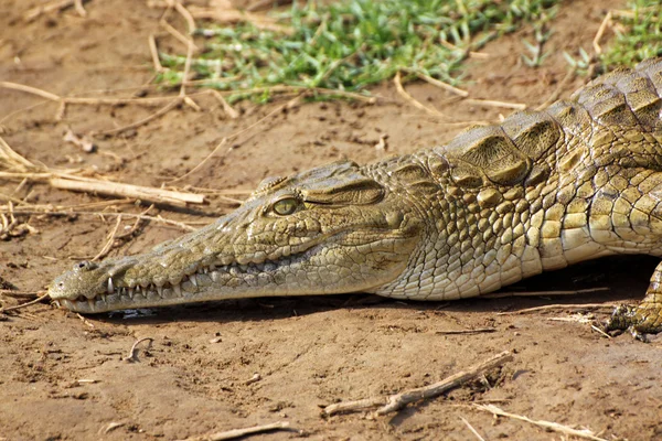 Крокодиловая саванна — стоковое фото