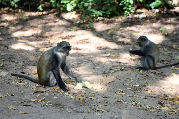 Gede의 고 대 유적 근처 원숭이 — 스톡 사진