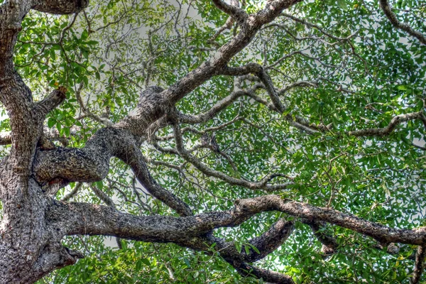 Vista dos ramos de uma sequoia em hdr — Fotografia de Stock