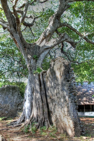 Zobacz podstawy drzewa sekwoja — Zdjęcie stockowe