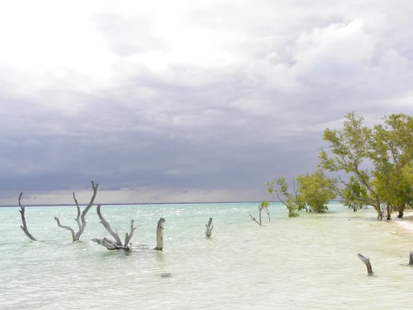 Zanzibar beach — Stock Photo, Image