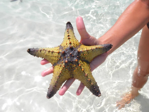 Estrella de mar en la playa — Foto de Stock