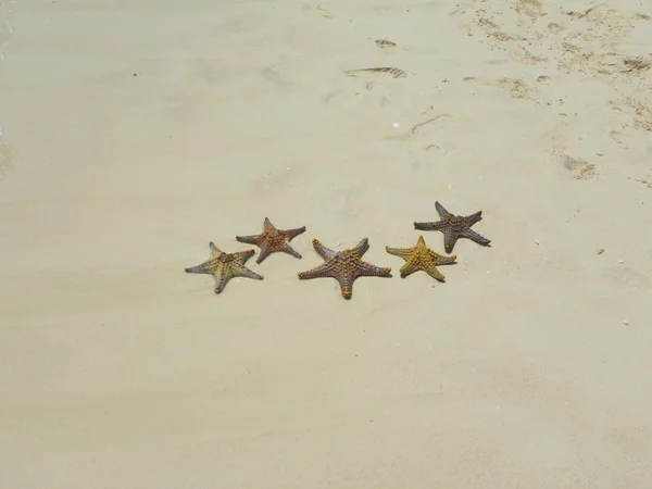 Sjöstjärnor på stranden — Stockfoto
