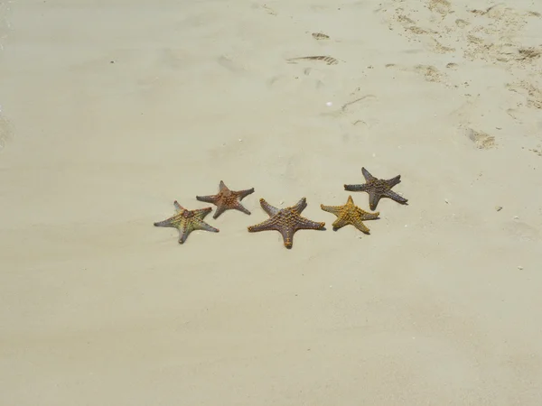 Rozgwiazdy na plaży — Zdjęcie stockowe