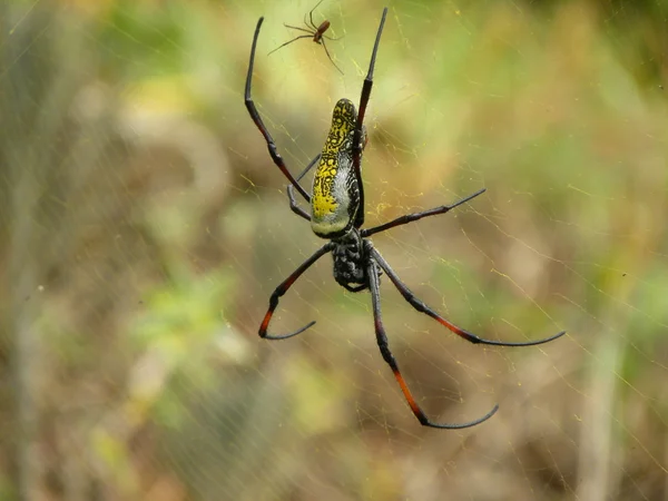 Argiope weibliche Spinne auf der Leinwand mit dem Männchen — Stockfoto