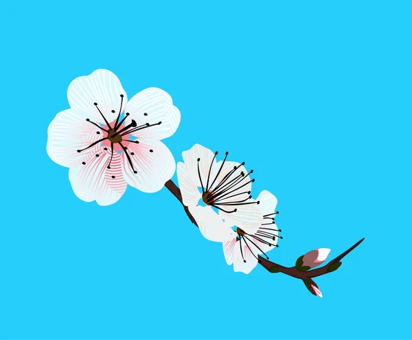 Orchideebloem op een blauwe achtergrond — Stockfoto