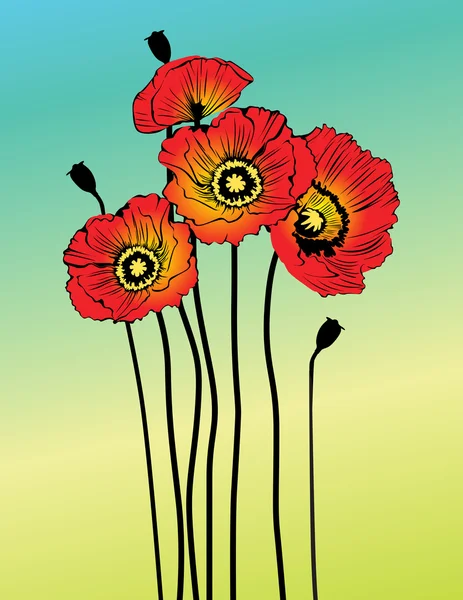 stock image  poppy spring flowers