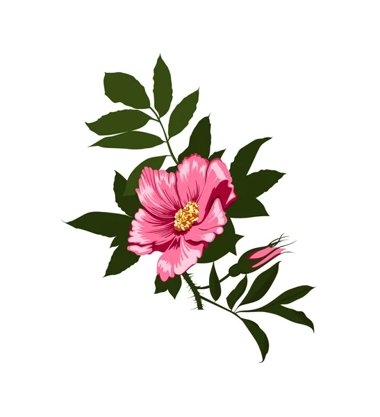 Flor de rosa salvaje sobre un fondo blanco —  Fotos de Stock