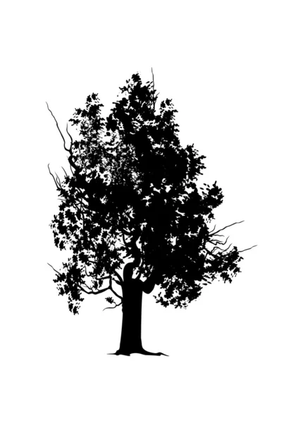 Old tree silhouette — Stock Photo, Image