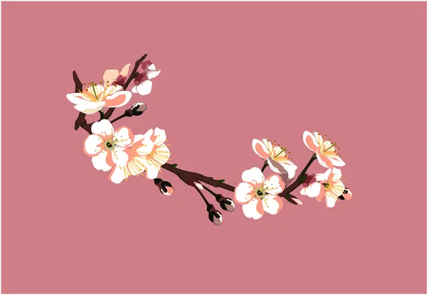Sakura japonesa — Vetor de Stock