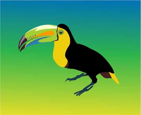Variegated tucanucu parrot — Stock Vector