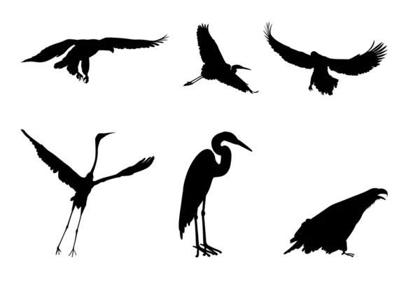 Silhouettes of the eagle and the stork — Stock Photo, Image