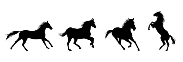 Cavalli neri sullo sfondo bianco — Foto Stock