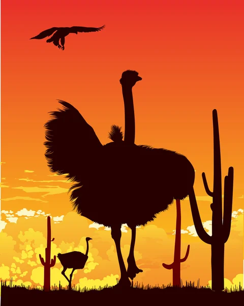 Avestruzes selvagens e águia entre os cactos — Fotografia de Stock